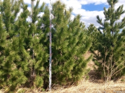 kedr-sibirskiy-sazhency-derevya-2-5-3-0-m-3987750_zoom